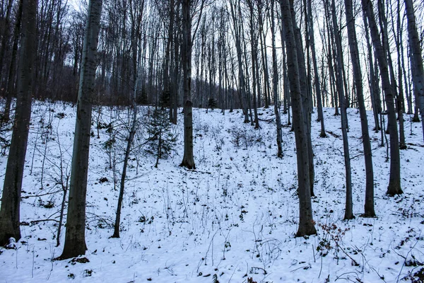 Снег Лесу Лес Полный Деревьев Листьев Зима Лесу Голые Ветви — стоковое фото