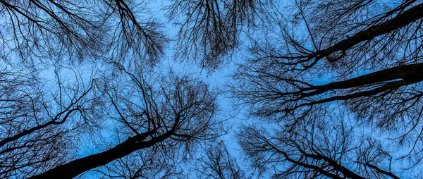 バナーだ 青い空は木々の裸の枝を通して描かれています 冬の森 背の高い木 葉のない木の天蓋の上 森の底からの眺め 雲のない青空 — ストック写真