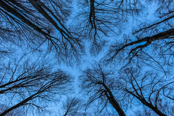 蓝天被画在光秃秃的树枝上 冬天的森林高大的树一丛丛没有叶子的树冠 从森林的底部看 晴朗无云的蓝天 — 图库照片
