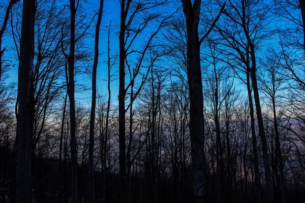 Solnedgång Skogen Den Blå Himlen Börjar Ändra Färg Ljuset Försvinner — Stockfoto