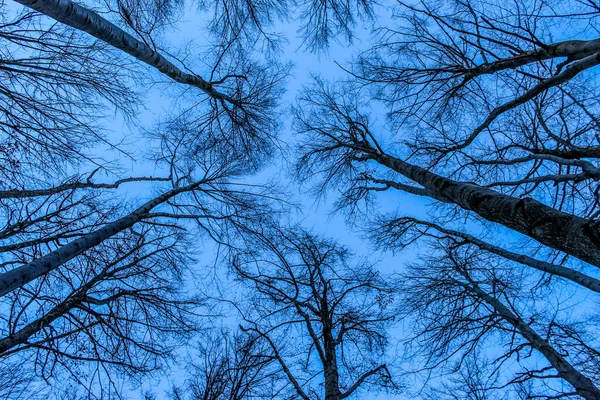 Vue Fond Forêt Ciel Bleu Est Peint Travers Les Branches — Photo