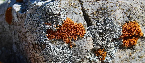 Πορτοκαλί Και Λευκά Σημεία Λειχήνες Ένα Βράχο Στα Βουνά Mountain — Φωτογραφία Αρχείου