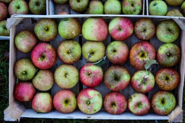 Sonbaharda ev yapımı elmalarla dolu tahta sandık. Tahta bir sandıkta hasattan sonra toplanan elmalar..