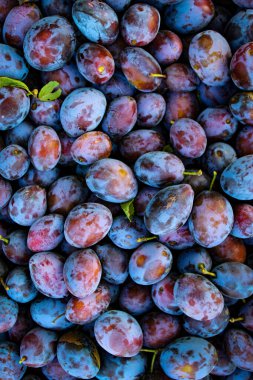 Olgun erikler. Birkaç yaprağı olan erikler. Taze erikleri yakın çekim, üst manzara. Makro fotoğraf yiyeceği meyveli erik. Taze mavi eriklerin dokusu. Resimli meyve ürünü. D 'Agen Fransız eriği.