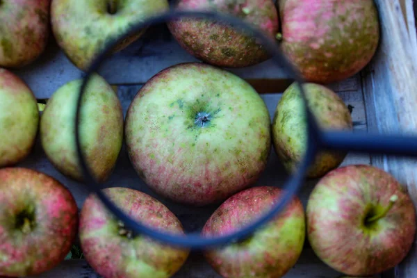Apple research. One apple enlarged compared to the others in the crate where the other apples are stacked. An apple magnified with a magnifying glass inside a wooden crate. Bosnia and Herzegovina.
