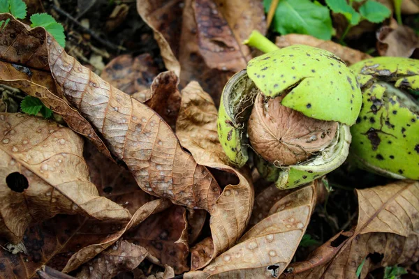 成熟的核桃果 打开绿色核桃壳 核桃旁边是干枯的叶子和绿草 Zavidovici 波斯尼亚和黑塞哥维那 — 图库照片