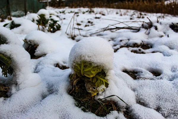 雪の下の庭のキャベツで 雪の下でキャベツの頭 ザビドヴィチ ボスニア ヘルツェゴビナ — ストック写真