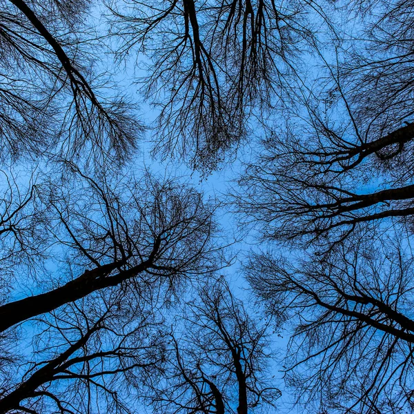 Der Blaue Himmel Ist Durch Die Kahlen Äste Der Bäume — Stockfoto