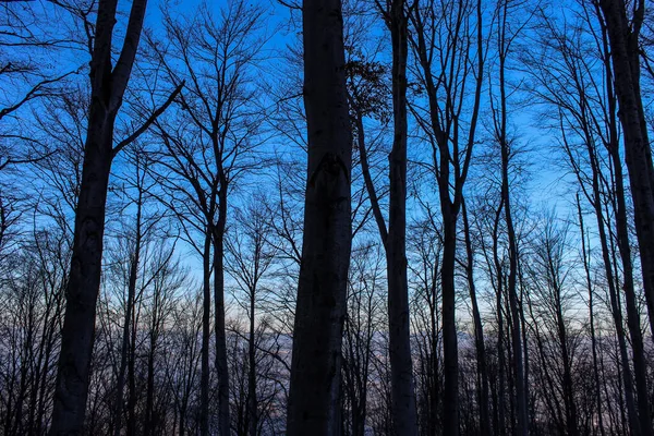 Naplemente Erdőben Kék Kezd Megváltozni Fény Eltűnik Sötétebb Lesz — Stock Fotó