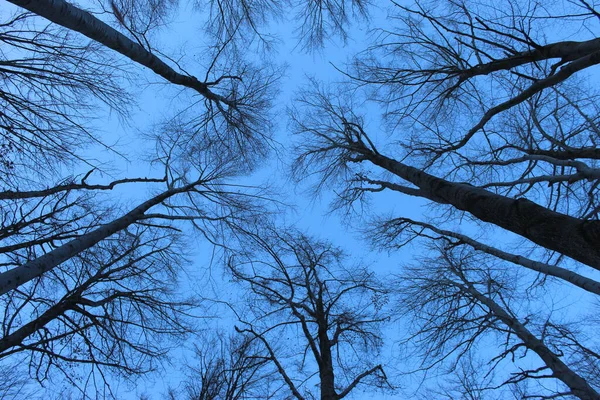 从森林的底部看 蓝天被画在光秃秃的树枝上 冬天的森林一丛丛没有叶子的树冠 万里无云的蓝天 高大的树 — 图库照片