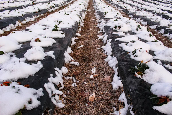 Snow fell on strawberry plants. Snow on the rows of strawberries covered with plastic black foil and between the inter-row space covered with straw. Zavidovici, Bosnia and Herzegovina.