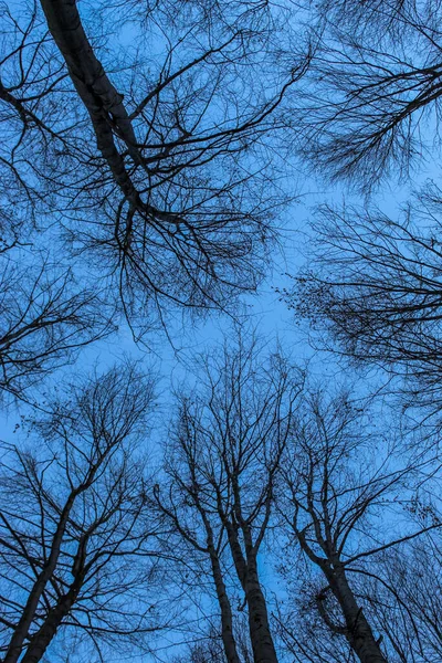 Vista Dal Fondo Della Foresta Cielo Blu Dipinto Attraverso Rami — Foto Stock