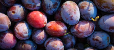 Pankart. Olgun erikler. Taze erikleri yakın çekim, üst manzara. Makro fotoğraf yiyeceği meyveli erik. Taze mavi eriklerin dokusu. Resimli meyve ürünü. D 'Agen Fransız eriği. Birkaç yaprağı olan erikler..