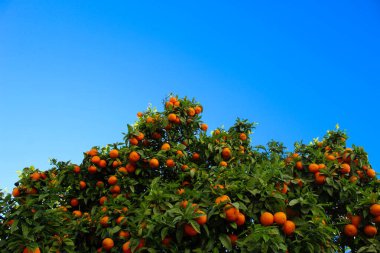 Bir portakal ya da mandalina ağacının karşısındaki mavi gökyüzünde bir sürü yaprak ve meyve var. Bir sürü olgun turuncu turunçgil meyvesi. Faro, Portekiz.