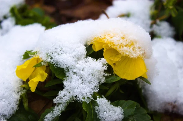 Gros Plan Des Fleurs Sous Neige — Photo