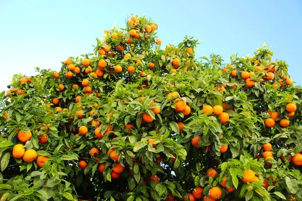 Ein Orangen Oder Mandarinenbaum Viele Blätter Und Viele Früchte Gibt — Stockfoto