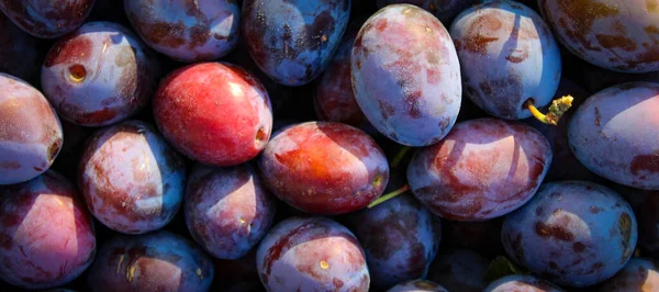 Pankart. Olgun erikler. Taze erikleri yakın çekim, üst manzara. Makro fotoğraf yiyeceği meyveli erik. Taze mavi eriklerin dokusu. Resimli meyve ürünü. D 'Agen Fransız eriği. Birkaç yaprağı olan erikler..