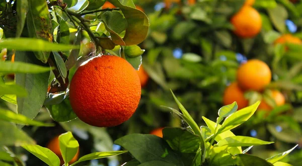 木の上に熟したオレンジの完璧なシーン 葉の間に枝に橙色の果実があります 背景の他のオレンジがぼやけている 絞り汁の概念 有機オレンジの概念 柑橘類の植物と果物 — ストック写真