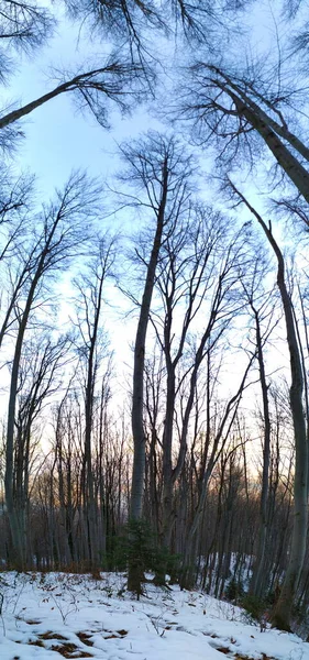 Panorama Lasu Zdjęcie Całego Drzewa Wysokie Drzewa — Zdjęcie stockowe