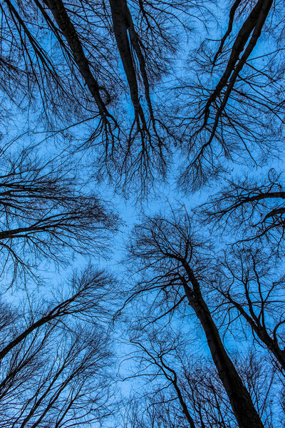 Tops of tree canopies without leaves. View from the bottom of the forest. The blue sky is painted through the bare branches of the trees. Forest in winter. Tall trees. Clear cloudless blue sky.