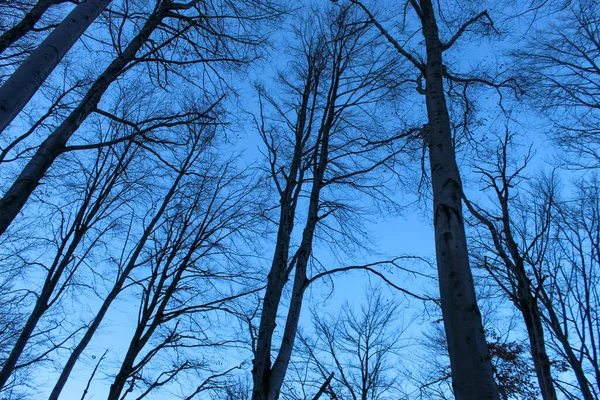 Wysokie Drzewa Szczyty Drzew Bez Liści Widok Dołu Lasu Błękitne — Zdjęcie stockowe