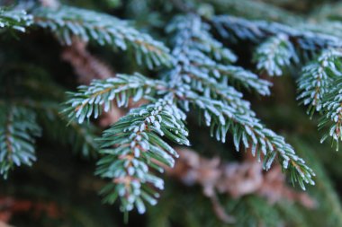 Üzerinde don olan iğnelerle kozalaklı bir ağacın dalları. Kozalaklı bir ağacın yeşil iğnelerinde beyaz don..