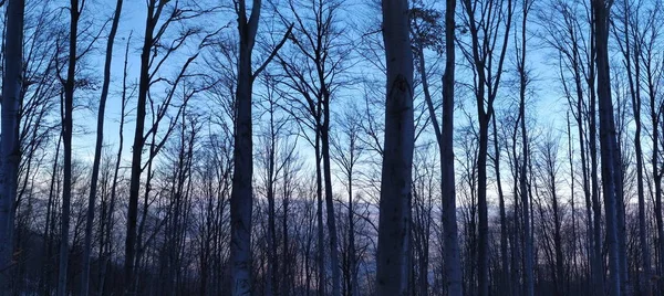 Panorama Floresta Inverno Panorama Árvores Floresta Inverno Quando Árvores Estão — Fotografia de Stock