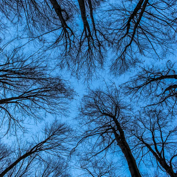 森の底からの眺め 青い空は木々の裸の枝を通して描かれています 冬の森 背の高い木 葉のない木の天蓋の上 雲のない青空 — ストック写真