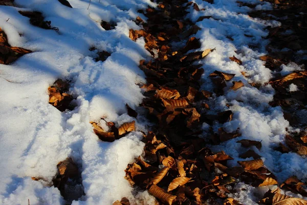 Feuilles Dorées Sèches Sous Neige Pas Neige Des Traces Pneus — Photo