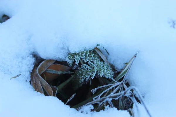 Várias Plantas Que Crescem Sob Neve — Fotografia de Stock