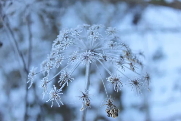 Frost Una Planta Flores Secas Las Heladas Invierno Sobre Nieve —  Fotos de Stock
