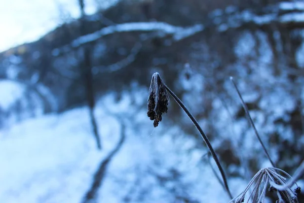 Мороз Высушенном Цветочном Растении Мороз Зимой Снегу Который Упал Растения — стоковое фото