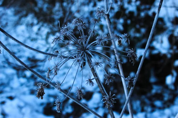 乾燥した花の植物の霜 植物の上に落ちた雪の上の冬の霜 霜が降る乾燥した植物 — ストック写真