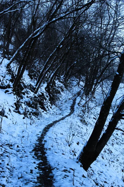 Stig Genom Snön Skogen Vandringsled Genom Snön — Stockfoto