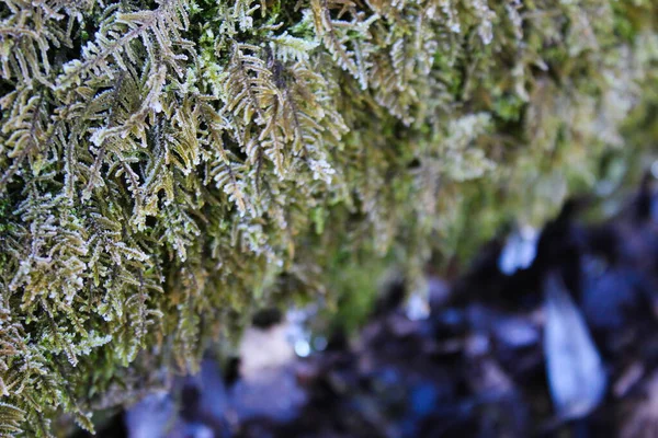 Frost Auf Den Grünen Teilen Des Mooses Frost Und Moos — Stockfoto