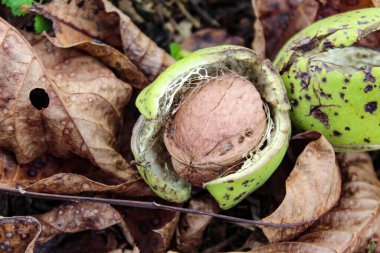 Kuru yaprakların yanında olgun ceviz var. Zavidovici, Bosna-Hersek.
