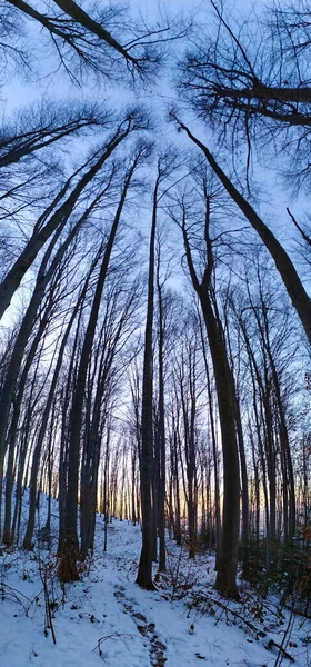 Panorama Floresta Imagem Toda Árvore Árvores Altas — Fotografia de Stock