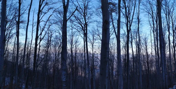Panorama Lasu Zimą Panorama Drzew Lesie Zimą Gdy Drzewa Wolne — Zdjęcie stockowe