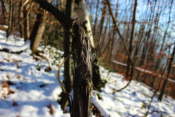 森の中で野生のブドウを閉じます 地面に雪がある冬の森の中の野生のつる — ストック写真