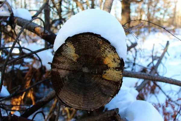 森の中で松の木を切りなさい 木の制御されていない伐採 放棄された木は滅びる 真菌が出現した木の年 木の上の雪 — ストック写真