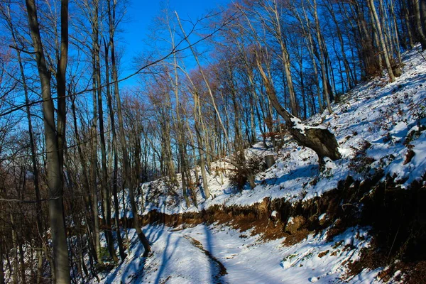 冬の森の道 道路の白い雪で覆われた 冬の太陽は雪を溶かそうとしている — ストック写真