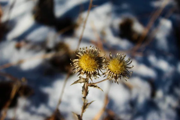 Ξερά Χρυσά Λουλούδια Χειμώνα Χιόνι Στο Φόντο — Φωτογραφία Αρχείου