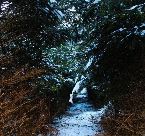 Caminho Através Floresta Coníferas Inverno Caminho Entre Árvores Onde Neve — Fotografia de Stock