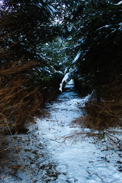 Stigen Genom Barrskogen Vintern Stig Mellan Träd Där Det Snö — Stockfoto