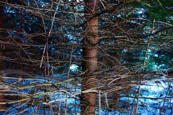 Branches Séchées Dans Canopée Conifère Forêt Conifères Neige Arrière Plan — Photo