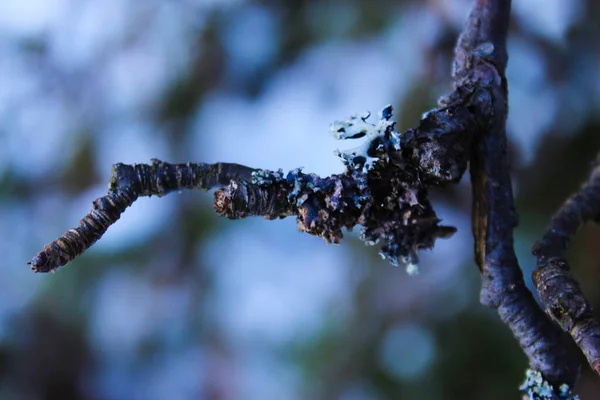 Cerrar Líquenes Pequeñas Ramas Árboles Lichens Rama —  Fotos de Stock