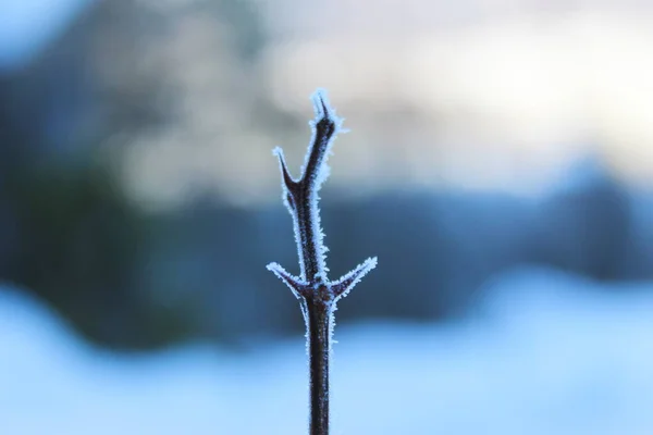 Frost on a woody plant that has thorns. Frost on thorns.