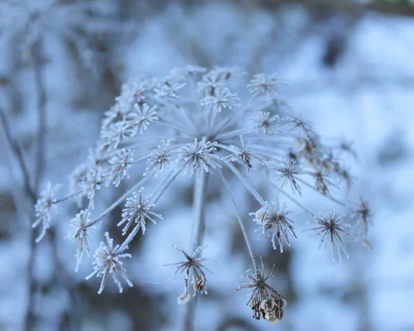 乾燥した花の植物の霜 植物の上に落ちた雪の上の冬の霜 霜が降る乾燥した植物 — ストック写真
