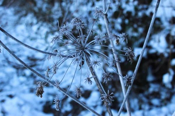 乾燥した花の植物の霜 植物の上に落ちた雪の上の冬の霜 霜が降る乾燥した植物 — ストック写真