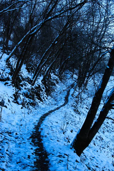 Chemin Travers Neige Dans Les Bois Chemin Pédestre Travers Neige — Photo